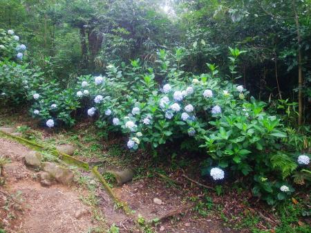 今回はあじさい園に立ち寄らなかったけど、あじさいは咲いていた