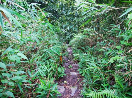 なにやら草が生えていて少し荒れた感じだけど道はちゃんとある