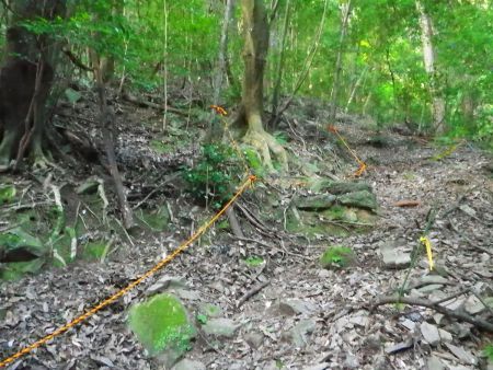 いきなりの急登がはじまる。急登といってもペース配分を間違えなければテクテク登っていける