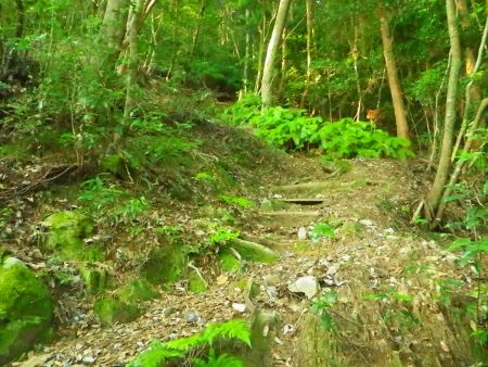 ここは参道になっているようで階段などがあって整備されている場所もある