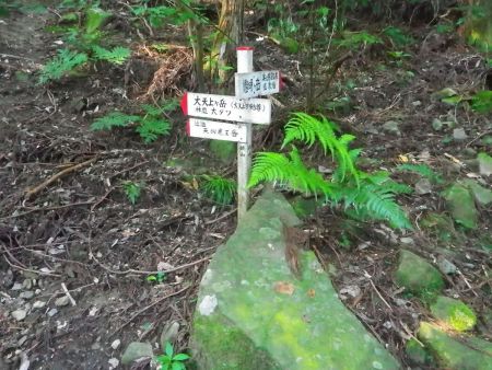 最初の分岐だけどとりあえず燈明ヶ岳を目指すので右へ行く。下山は左から下ってくる