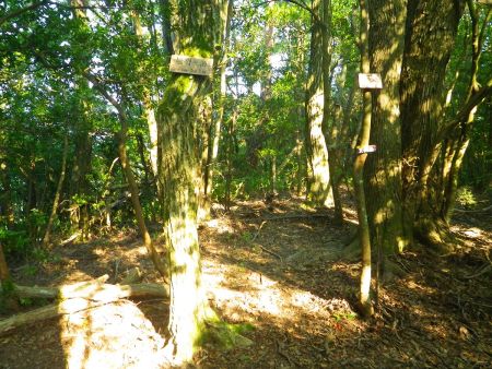 燈明ヶ岳の山頂(558m)に到着。展望も何もなくて、ただの樹林帯の中にポツンとあった