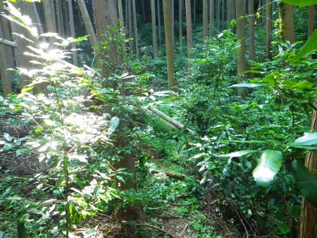 こっちのルートは草が多い茂っていて踏み跡がわからないくらいだった