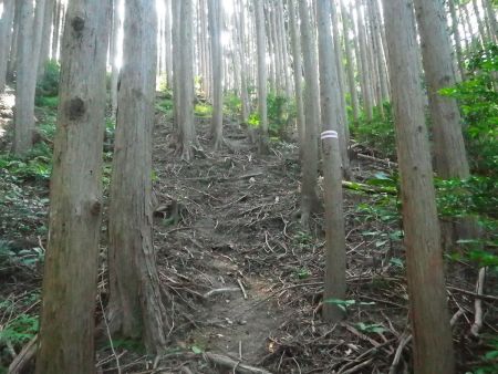 この付近はテープがあったりなかったりするんだけど、方角さえ間違えず登っていけば大丈夫