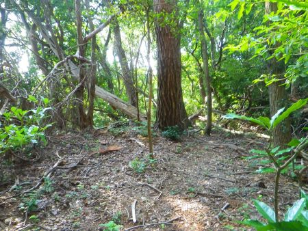 尾根に取り付いた。このまま尾根道を歩いていくと、こまめなアップダウンがあるはず