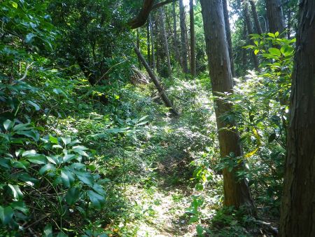 この尾根道も草に覆われていてわずかな踏み跡を辿っていくんだけど、尾根道なので迷うことはない