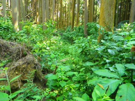 この登山道はものすごく草に覆われていて、もはや踏み跡すらわからない。方角を間違えないように下っていく