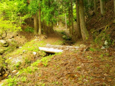 木の橋を渡って沢沿いをコルまで登っていく。一応国土地理院地図のルートになっている