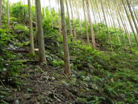 右側の尾根を登っていっても行けそうな感じだけど、余計なことをするのは辞めた方がいいので道なりに登っていく