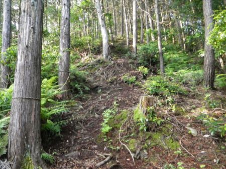 急登のはじまりで標高は120mほどの登りで距離は短いものの、先に見えてる稜線が遠く感じた
