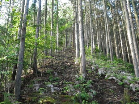 稜線が見えてるんだけど、登ってもなかなか辿り着かない。早く登りたくてペースが速くなってしまって息が切れてきた