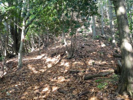 稜線にでるとまずは平坦な道になるけど、最後の登りが待っている