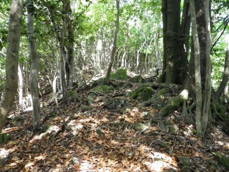 ピークが見えてるんだけど実は偽ピークで手前で巻き道に入った。まだ山頂への登りじゃないんだと思うと精神的に疲れてきた