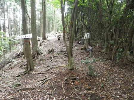 下山はさすがに早いのか、もう稜線分岐まで下ってきた