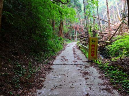 しかしこの林道は長い。最近の山行は林道歩きが多いせいか慣れてきたけどね