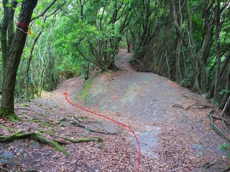 ここも分岐だけど左側のほうを下っていく。右側にもテープがあるけど、こっちは岸和田のほうに行くんじゃないかな！？