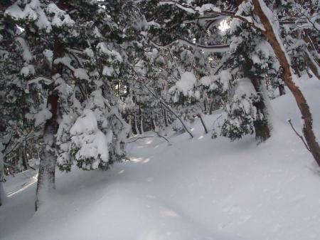 ここからはこういう雪の樹林トンネルを通る