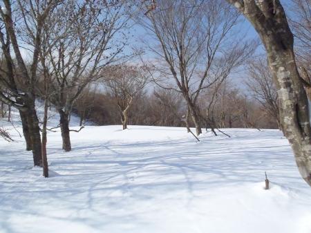雪に映る木の影もいい感じ