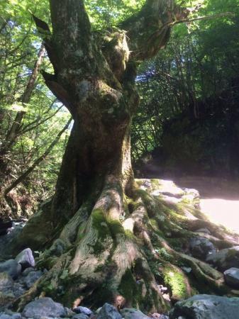 沢の真ん中の大きな木でもののけ姫を感じたり（S嬢撮影）