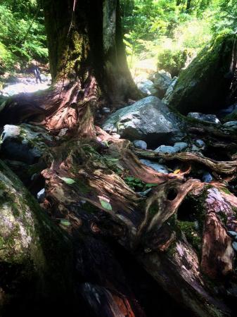 巨大な木とその向こうに私（S嬢撮影）