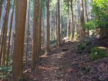 登山道はひっそりとしている
