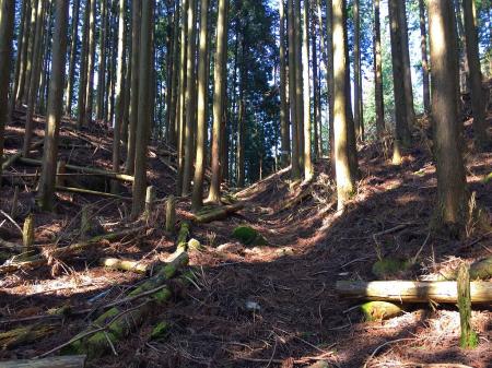 ジグザグの登山道が終わりコル部と思われるところが見えてきた