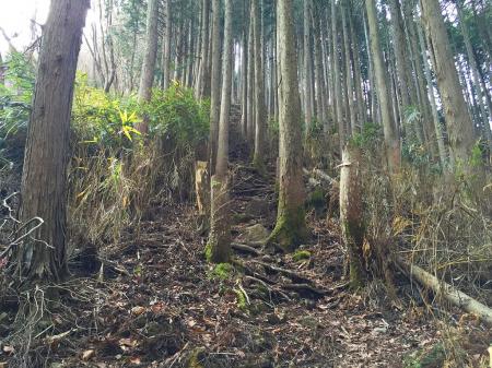 兜岳への登りだが、いきなり急登のはじまり。これは朝の赤ゾレ～国見山～明神平の傾斜とかわらないような・・・