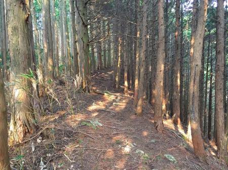 鎧岳0.8kmへ向かう。今度はなだらかな道が続く