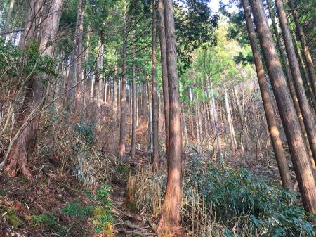 稜線に向かって登っていくが、さっきの斜面とは全く違って楽