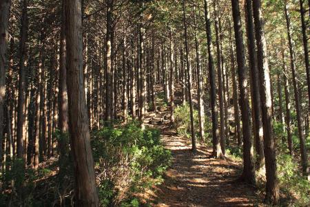 稜線にたどり着いての登りが続く