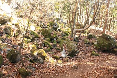 苔地帯も少しあり！？