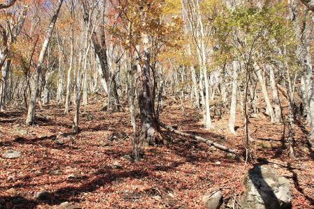 さらに急登な登りになる
