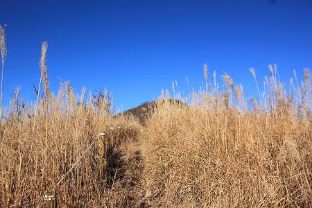 ススキが広がる