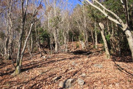 ここから観音峰山頂まではほとんどテープ頼りになる