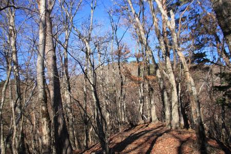1265mのピークより観音峰のピークを望む。ここで一旦少し下る