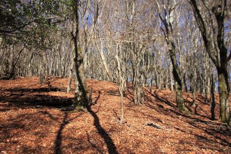 観音峰山のピークまでもルートが見えにくいのでテープ頼り