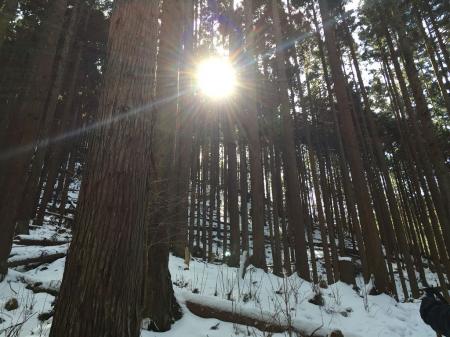樹林の間から陽がさす
