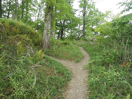 ここで分岐というか左側のピークが善防山の山頂なので左側を登った