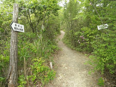 ここで分岐。最後は右の下山道を使う予定だけど、エスケープルートにもなっているみたい