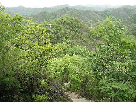 下りはもちろん急斜面になっていて写真では見にくいけど、途中のピークに東屋が見えた。あそこへ登り返すのかと思うと少しテンションが下がってきた