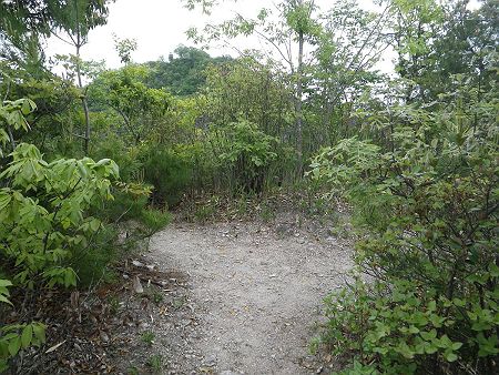 馬ノ背を過ぎればあとはこまめなアップダウンが続いてあっという間に吊り橋手前にあった分岐に戻ってきた。ここを右にいくとすぐに下山道の分岐になる