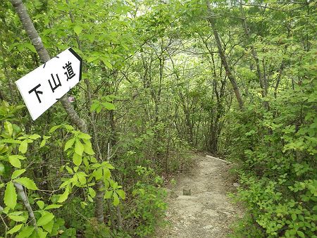 下山道の分岐に戻ってきたので、ここからひたすら下っていく