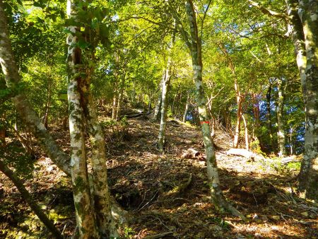 急登ではないけど登りになってしんどくなってきた