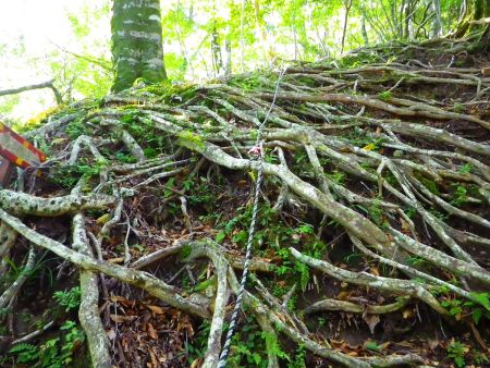 根っこのロープ地帯があるけどロープはいらなかったかも