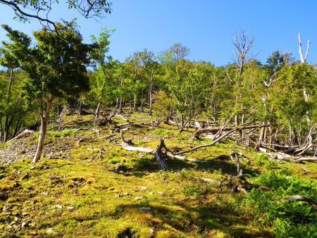 笠捨山の登り。こういう倒木やガレ場に草原といった道はいかにも大峰らしい