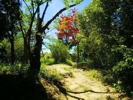 こんな時期に紅葉かな？って思ったけどそういう赤い葉っぱの木なんだろう