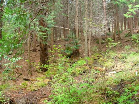 わかりにくいところもあるが、ひたすら沢筋を登っていけばOK