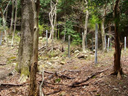 植林地帯？のようなところに出てくるさらに沢をあがっていく