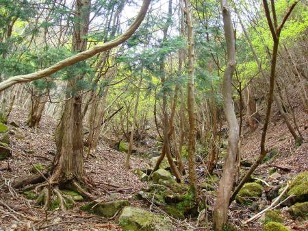 この先、急登になってくる