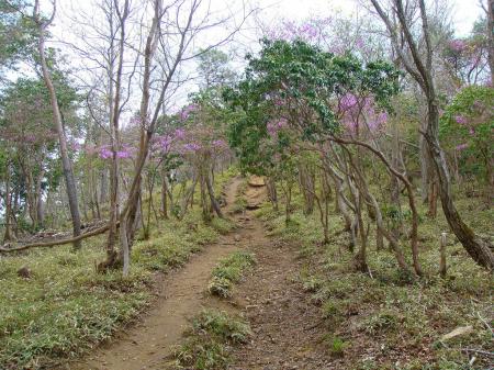 登山道は楽だ